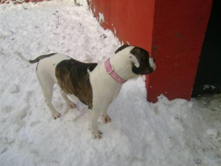 Amerikansk bulldog Topp`s Magic Star.. R.I.P billede 12