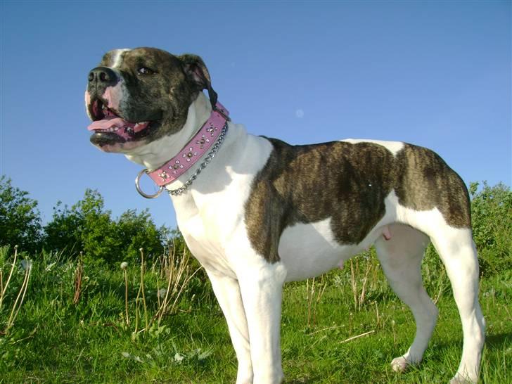 Amerikansk bulldog Topp`s Magic Star.. R.I.P - Baby`s sidste dag billede 13