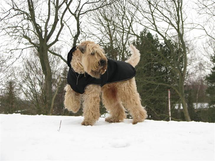 Irish softcoated wheaten terrier Hemi - En kold vintertur ud i sneen.  billede 11