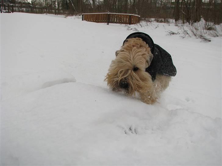 Irish softcoated wheaten terrier Hemi - Stor spas i sneen. billede 12