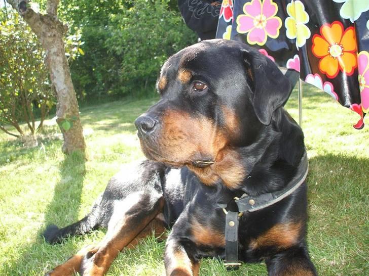Rottweiler Shaggy billede 7