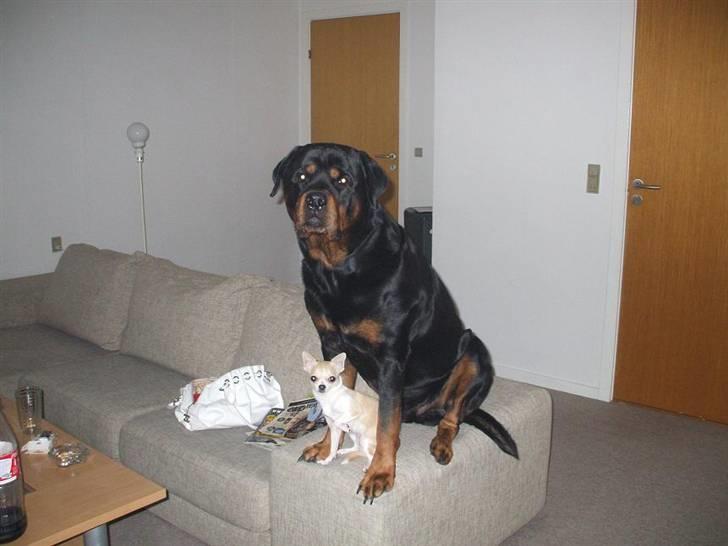 Rottweiler Shaggy billede 8