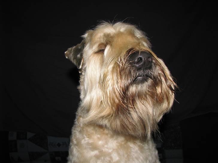 Irish softcoated wheaten terrier Hemi - Mig snusfornuftig - nja.... billede 13