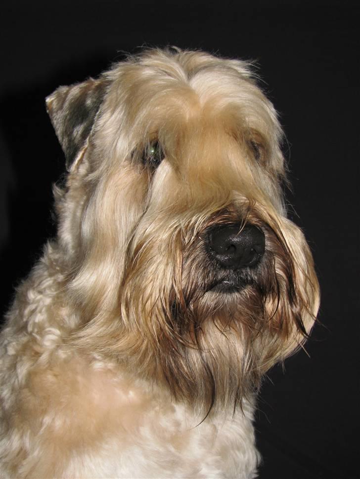 Irish softcoated wheaten terrier Hemi billede 14