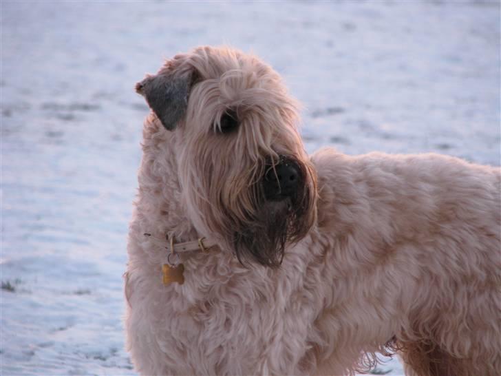 Irish softcoated wheaten terrier Hemi billede 15