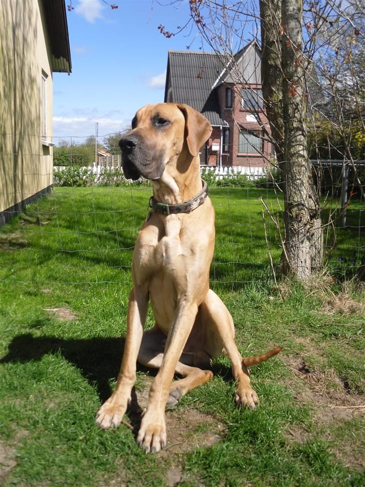 Grand danois Canto - Canto billede 1