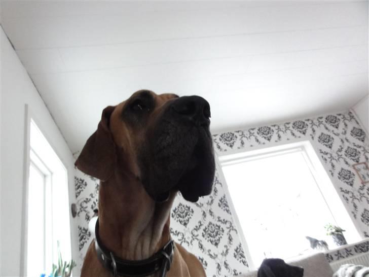 Grand danois Canto - Er ophøjet over alle :) billede 5