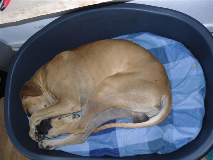 Grand danois Canto - Helt rullet sammen... billede 7