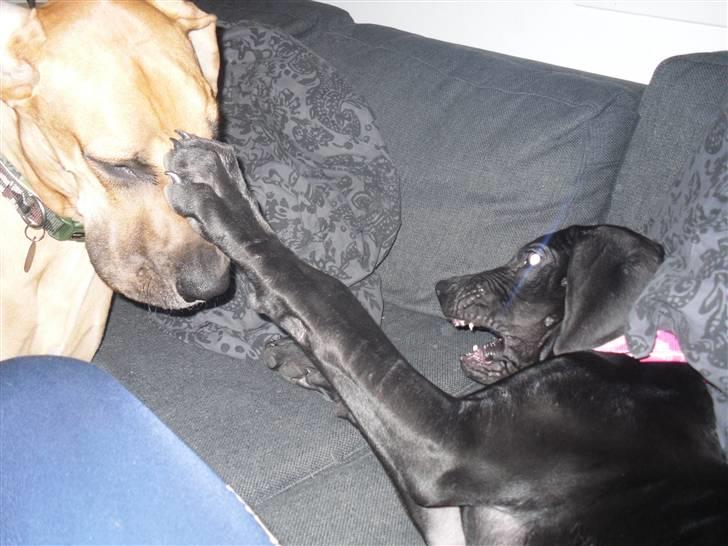 Grand danois Canto - Den er jo sindssyg den lille hvalp... billede 8