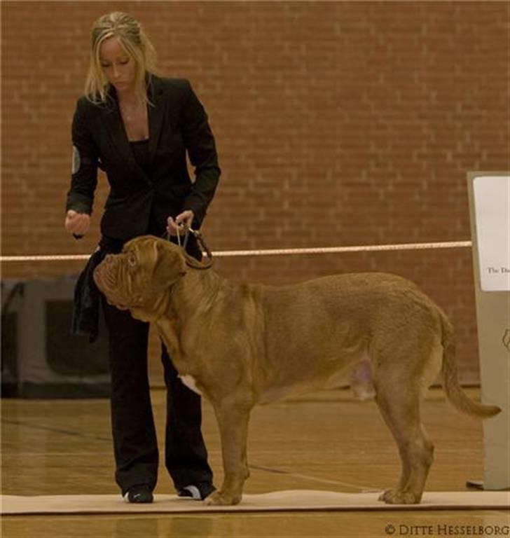 Dogue de bordeaux Zokana's Bazzzooka billede 19