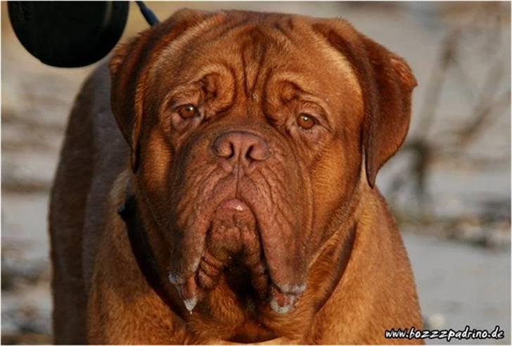 Dogue de bordeaux Zokana's Bazzzooka - Bazzzooka 1 år billede 20
