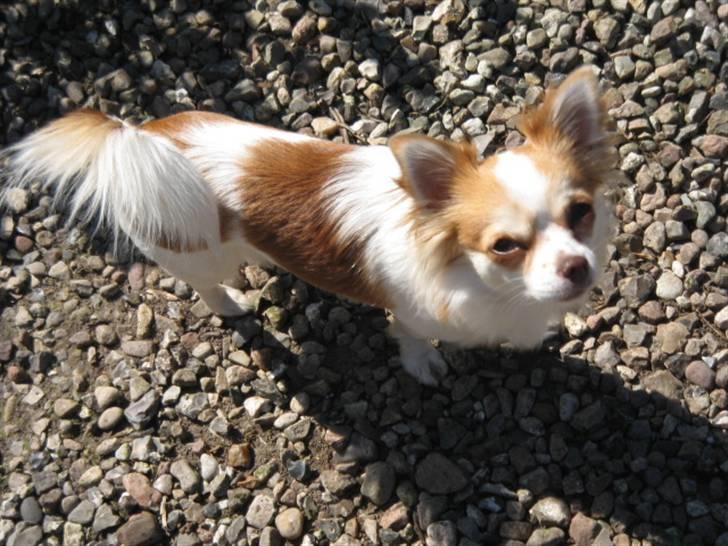 Chihuahua Luna billede 2