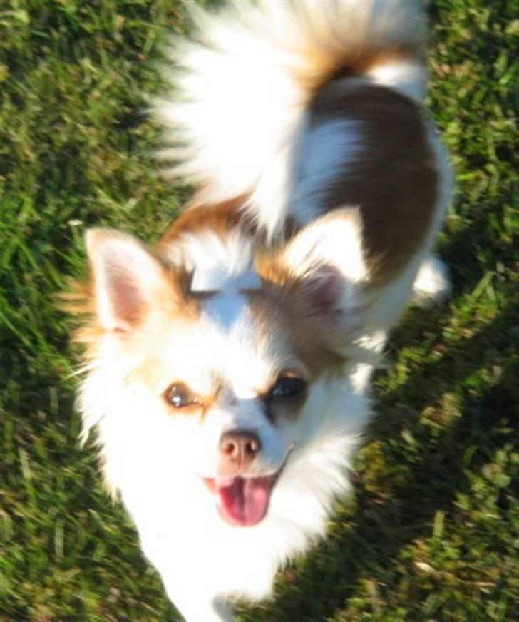 Chihuahua Luna billede 3