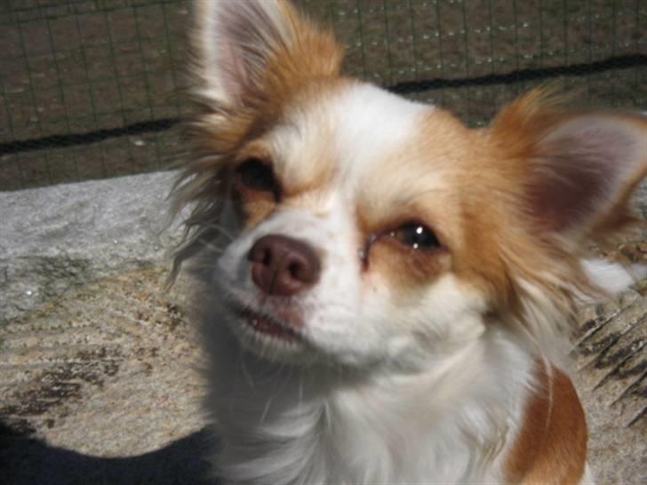 Chihuahua Luna billede 4