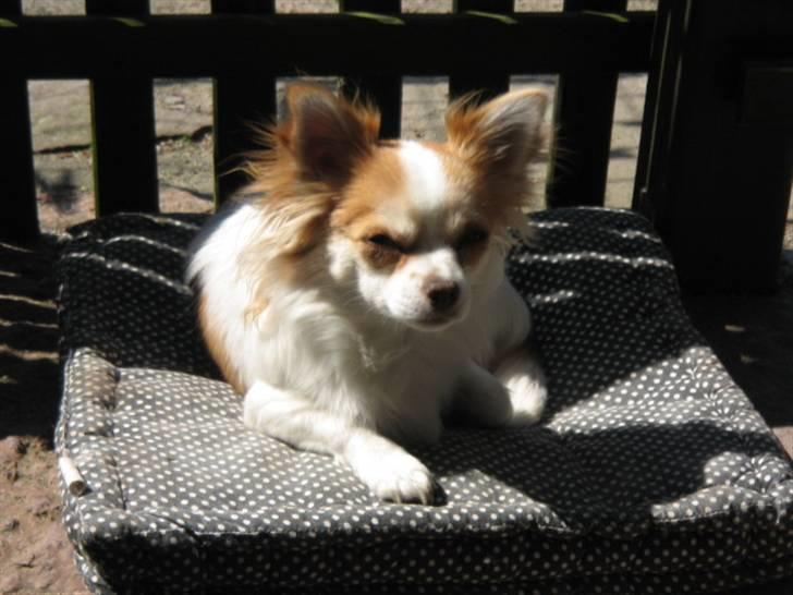 Chihuahua Luna billede 5