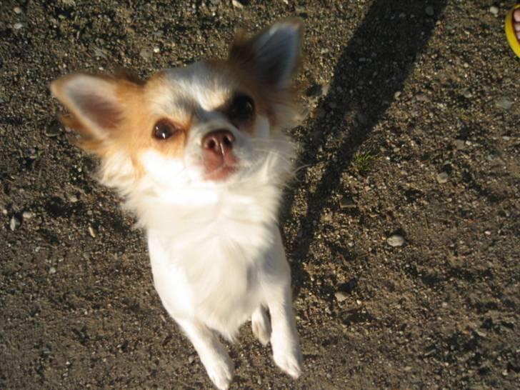 Chihuahua Luna billede 6