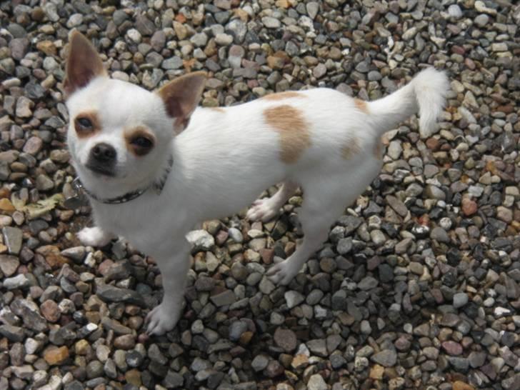 Chihuahua Limo billede 1