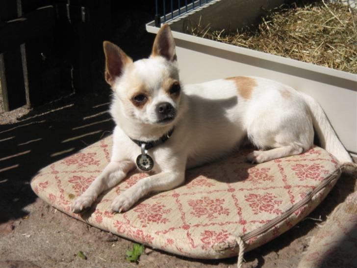 Chihuahua Limo billede 2