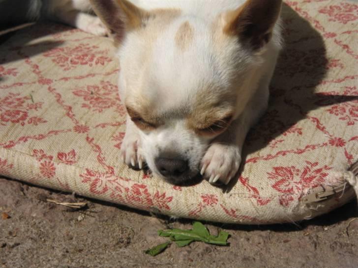 Chihuahua Limo billede 3