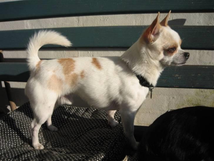 Chihuahua Limo billede 4