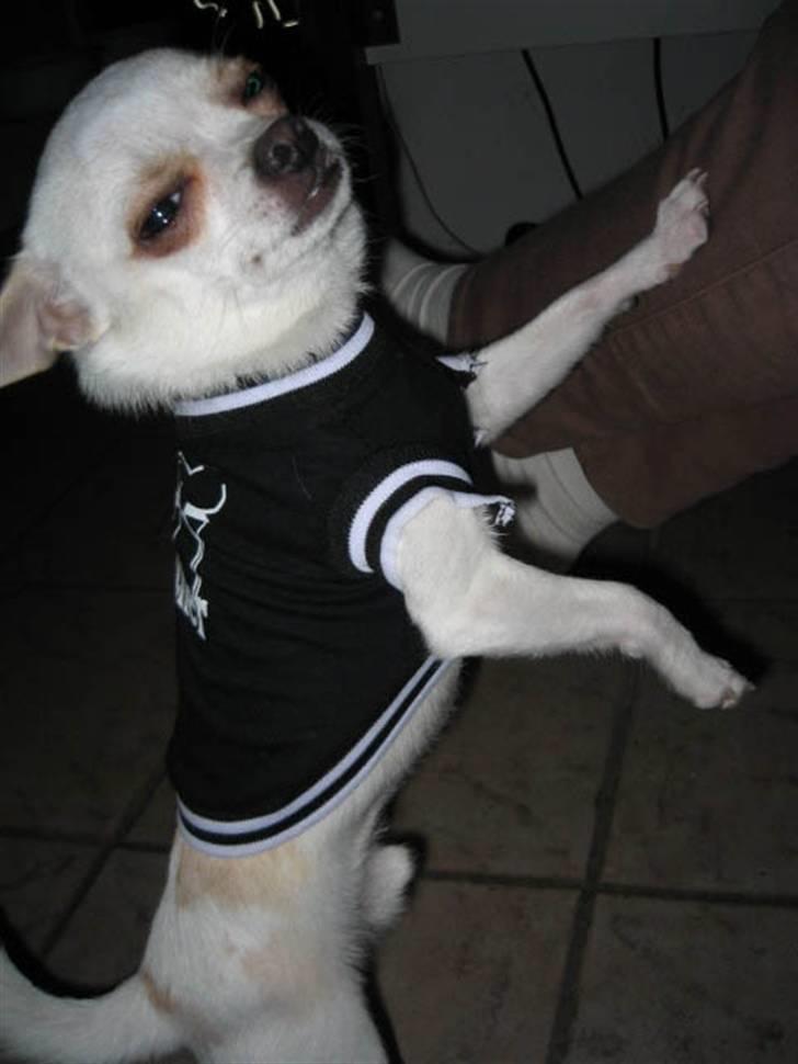 Chihuahua Limo billede 5