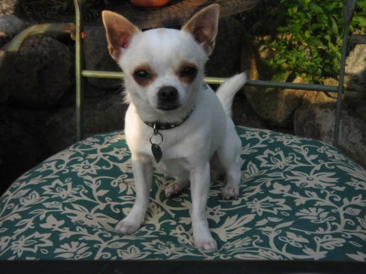 Chihuahua Limo billede 6