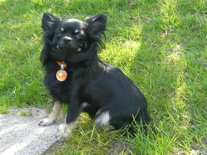 Chihuahua Lilly billede 1