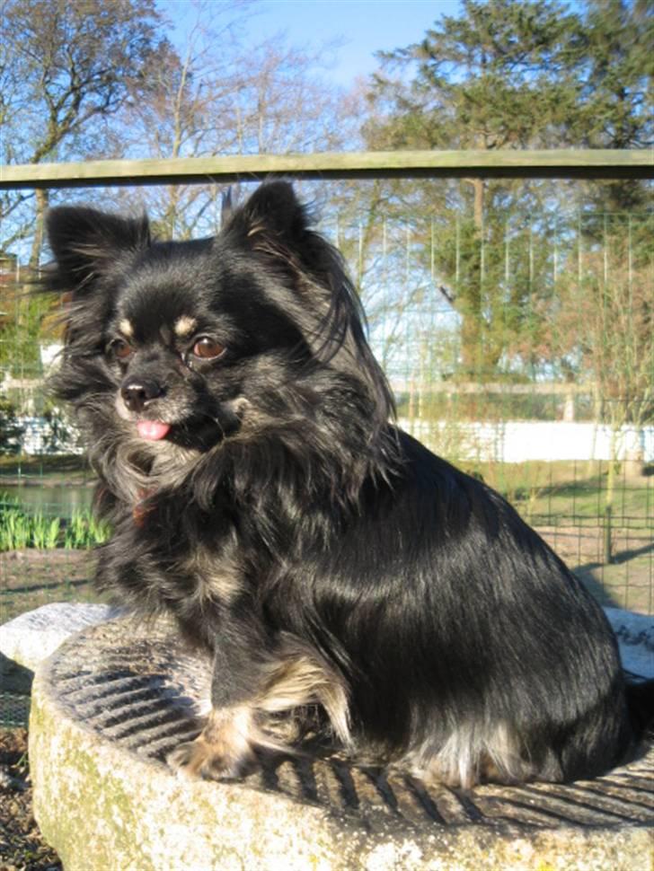 Chihuahua Lilly billede 2