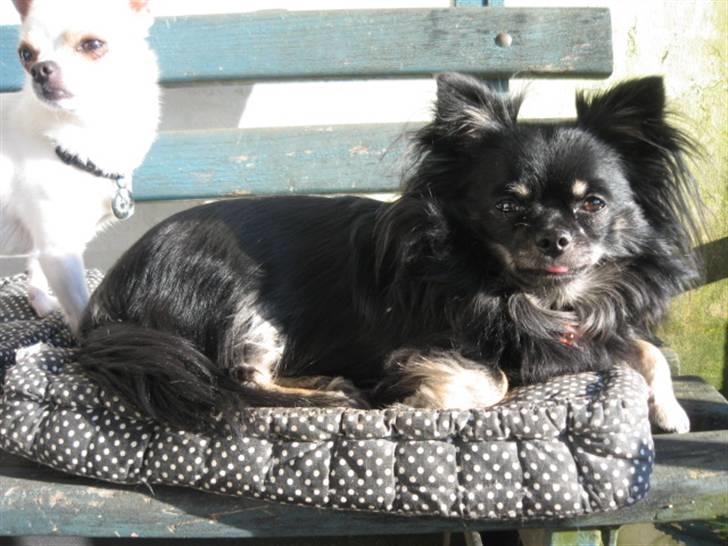 Chihuahua Lilly billede 3