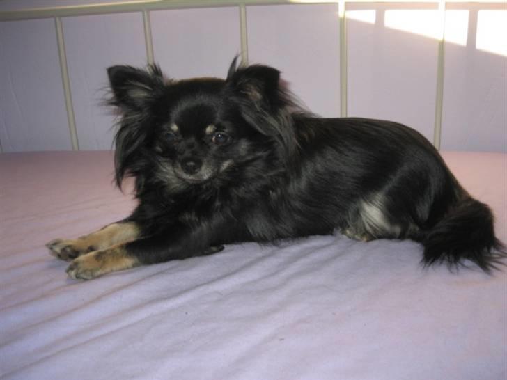 Chihuahua Lilly billede 4