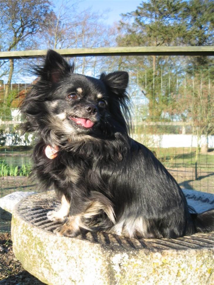 Chihuahua Lilly billede 5