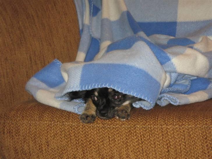 Chihuahua Lilly billede 6