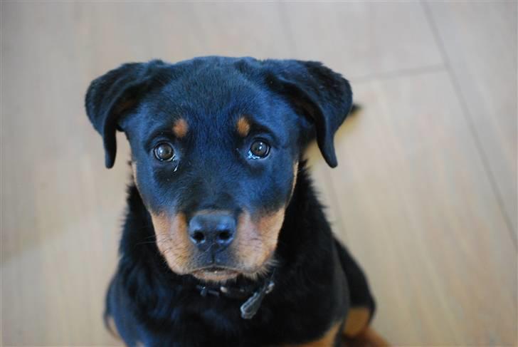 Rottweiler Maja  billede 15