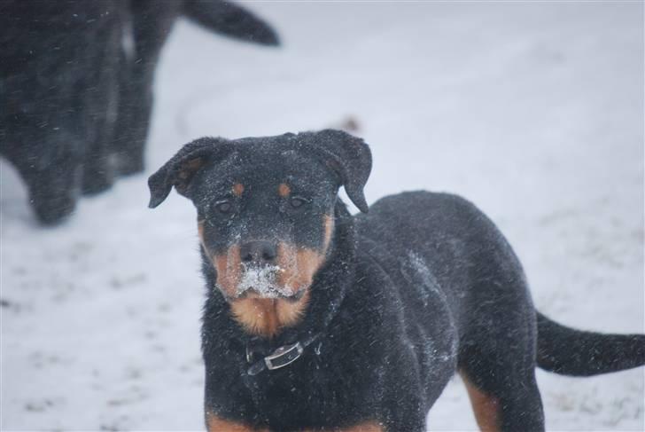 Rottweiler Maja  billede 16