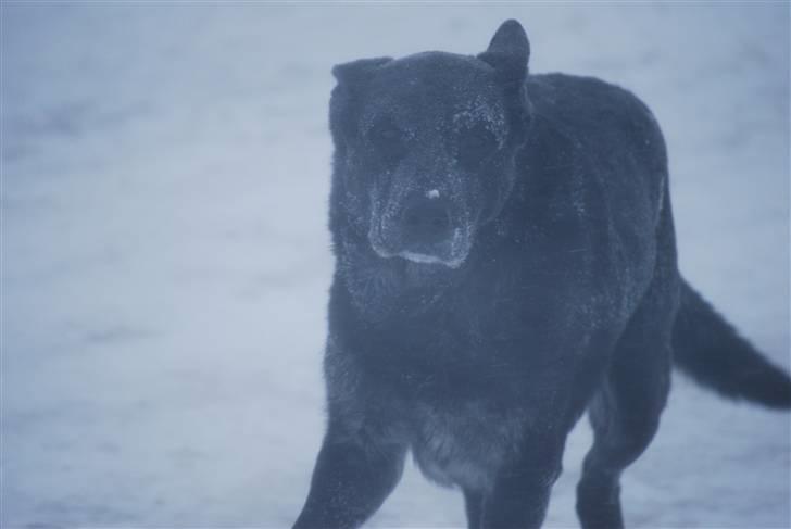 Schæferhund Rico billede 12