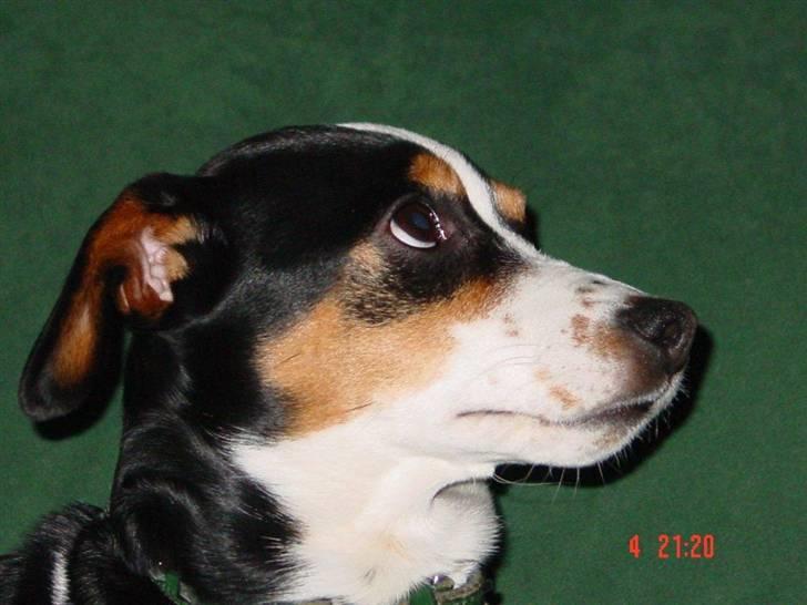 Dansk svensk gaardhund Freia Himmelhund 2008 - smukke Freia billede 1