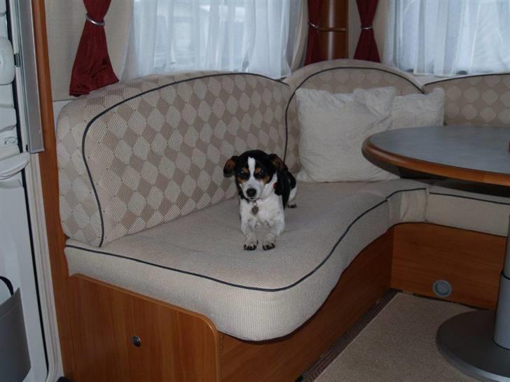 Dansk svensk gaardhund Freia Himmelhund 2008 - Freia holder lige øjne med det hele  billede 2