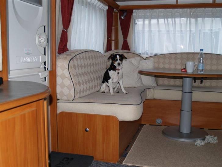 Dansk svensk gaardhund Freia Himmelhund 2008 - smuk og snobbet som altid billede 3