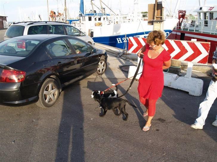 Dansk svensk gaardhund Freia Himmelhund 2008 - ballade med snorene billede 4