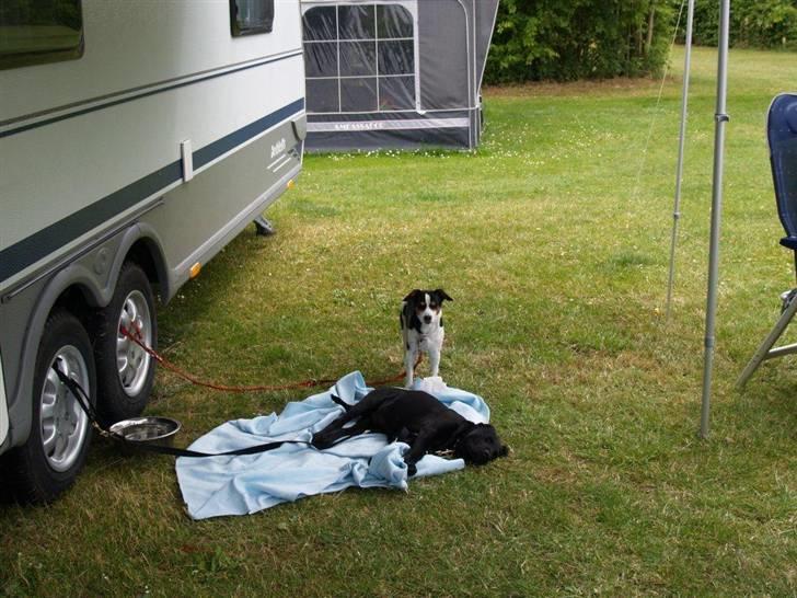 Dansk svensk gaardhund Freia Himmelhund 2008 - total afslapning foran campingvognen billede 5