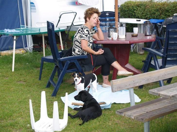 Dansk svensk gaardhund Freia Himmelhund 2008 - godmorgen billede 6