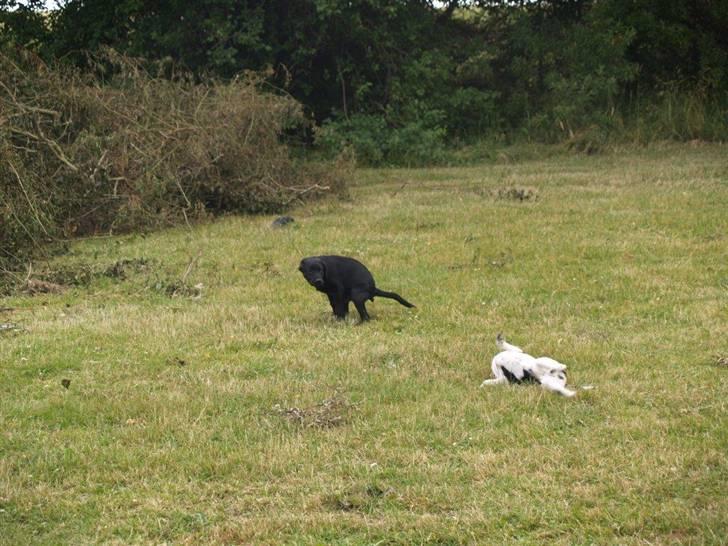 Dansk svensk gaardhund Freia Himmelhund 2008 - Freia ruller sig i græsset og Simba for lige dækket et behov billede 7