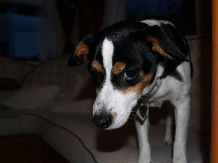 Dansk svensk gaardhund Freia Himmelhund 2008 - jeg må tæt på for at kunne se bedre billede 8