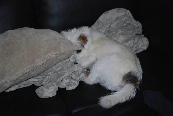 Blanding af racer jack Død d.18/12-10 :´( - Cute billede 18