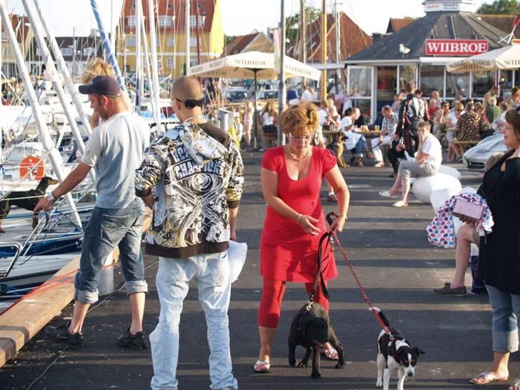 Dansk svensk gaardhund Freia Himmelhund 2008 - jamen nu ser det da ud til at gå nogenlunde med snorene billede 9