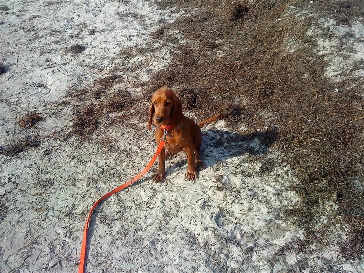 Cocker spaniel Molly billede 20