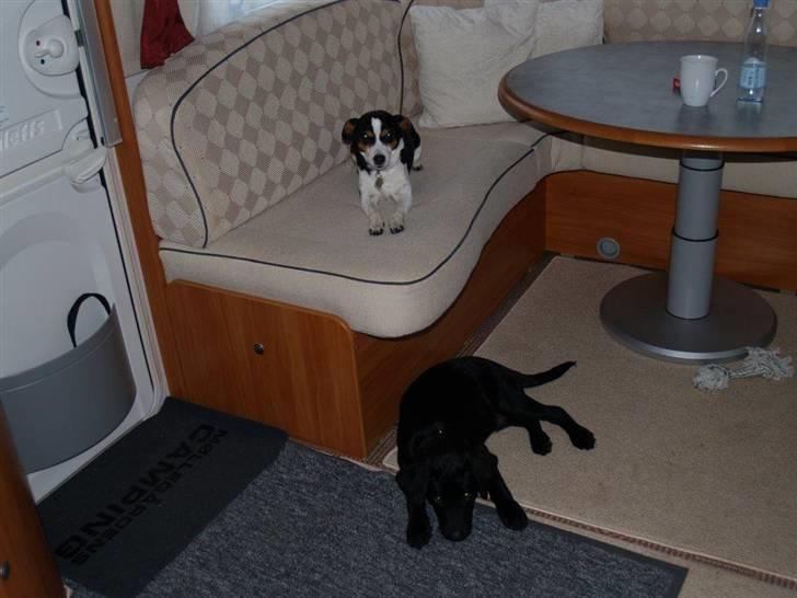 Dansk svensk gaardhund Freia Himmelhund 2008 - hygge billede 10