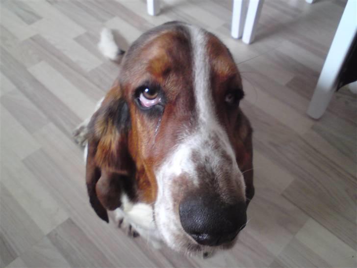 Basset hound Bobass Monty billede 3