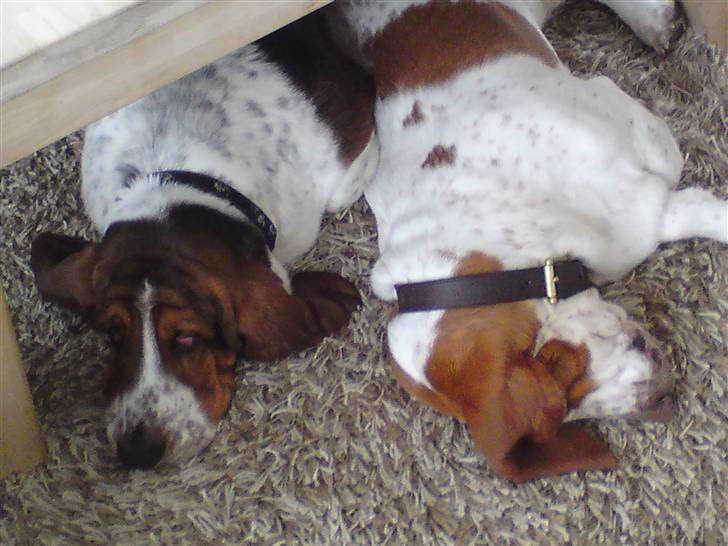 Basset hound Bobass Monty billede 4