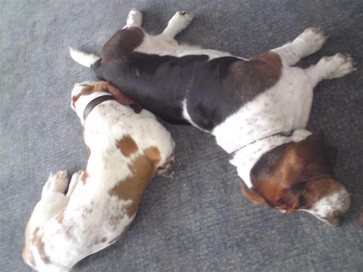 Basset hound Bobass Monty billede 5